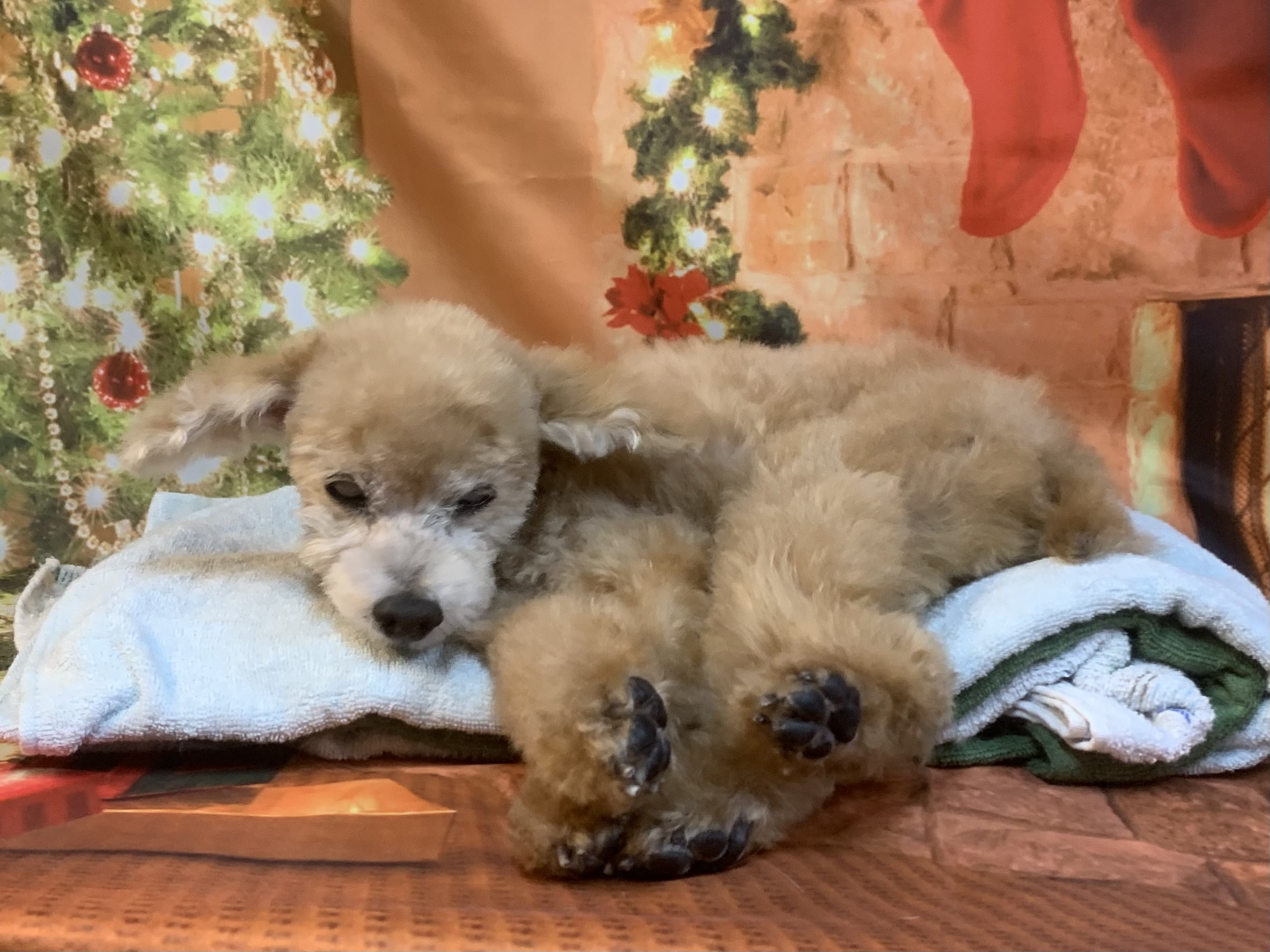 鎌ヶ谷市でトリミングです。もずくちゃん　(トイプードル女の子　シャンプー＆カットコースです。)