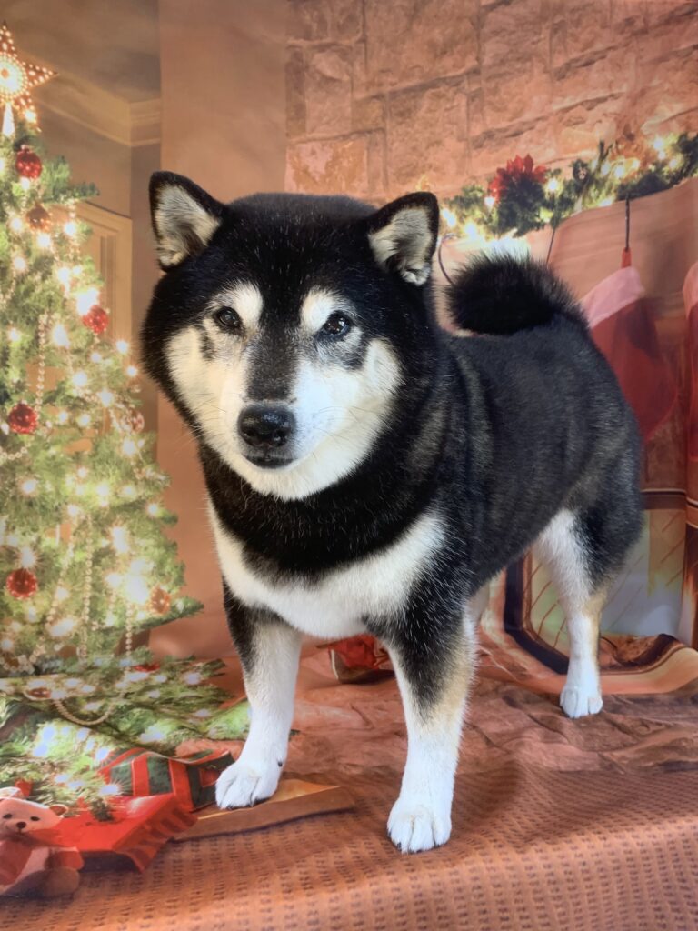 つくばみらい市でトリミングです。ココロちゃん　(柴犬女の子　シャンプーコースです。)