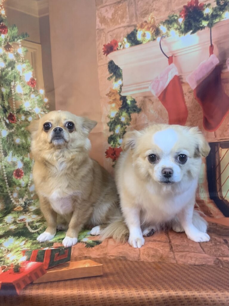 つくば市でトリミングです。ちーずちゃん　(チワワMＩX女の子　シャンプー＆部分カットコースです。)