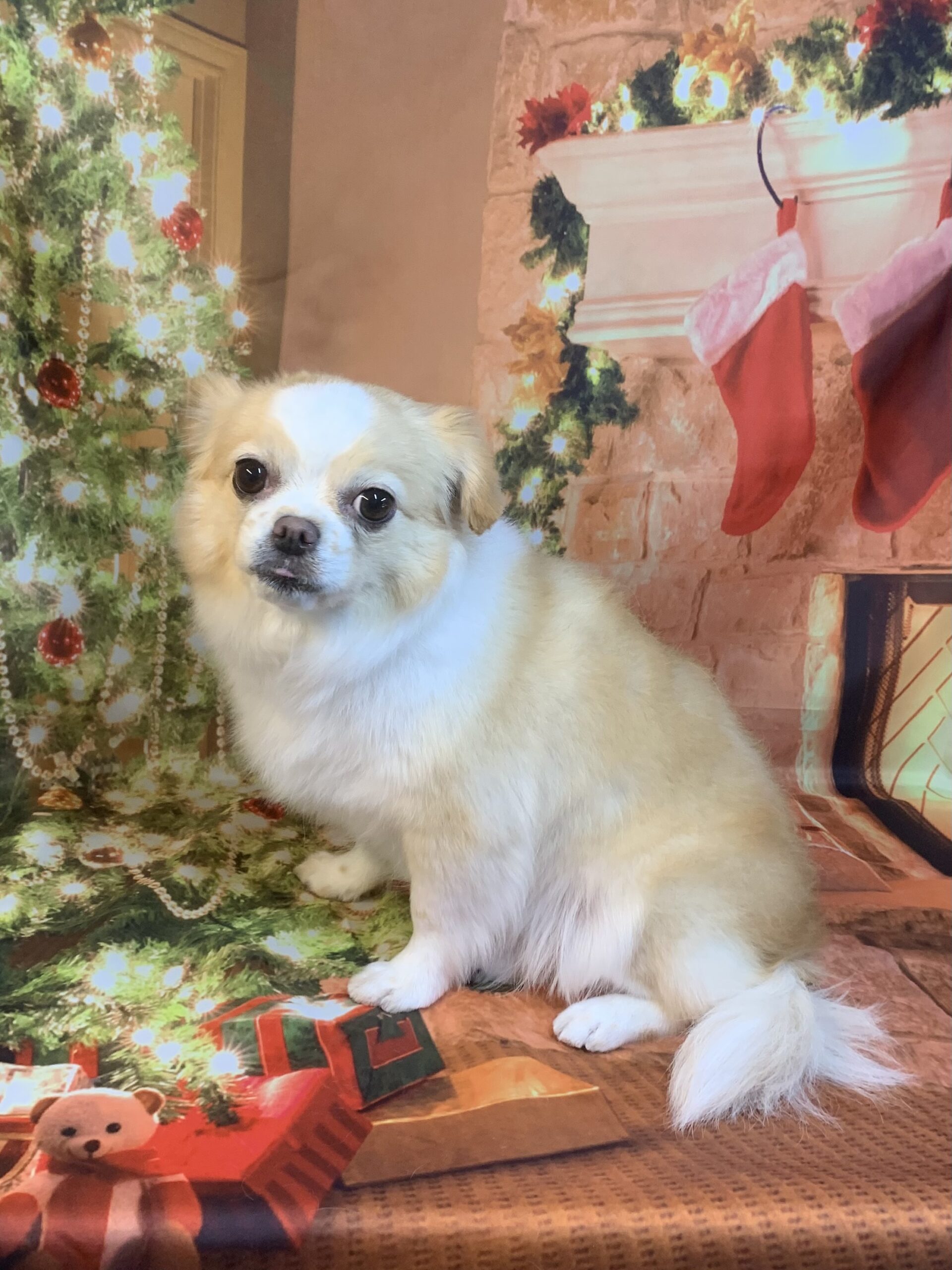 つくば市でトリミングです。れちかちゃん　(チワワMＩX女の子　シャンプー＆部分カットコースです。)