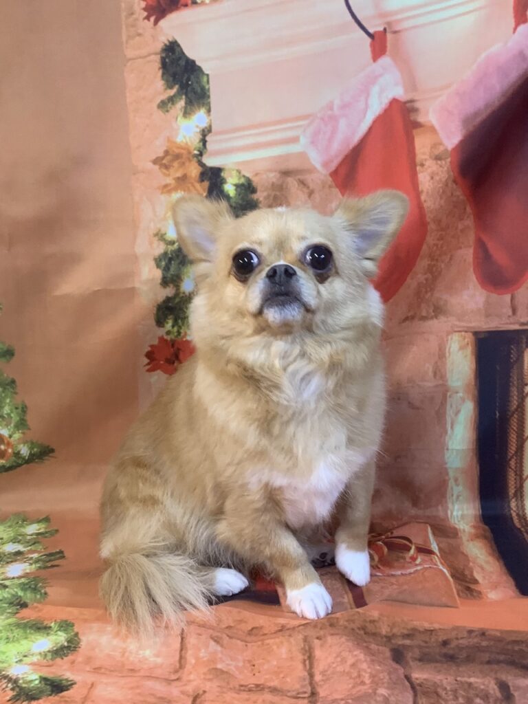 つくば市でトリミングです。ちーずちゃん　(チワワMＩX女の子　シャンプー＆部分カットコースです。)