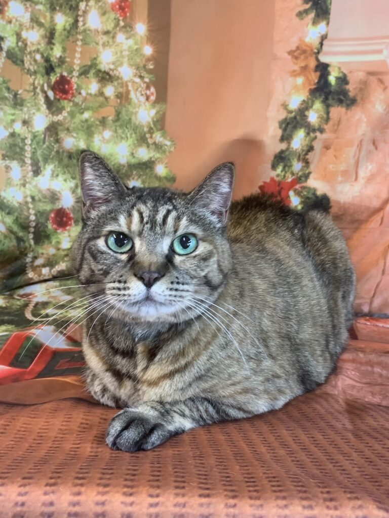 龍ヶ崎市でトリミングです。チュチュちゃん　(短毛ＭＩＸ猫女の子　グルーミングコースです。)