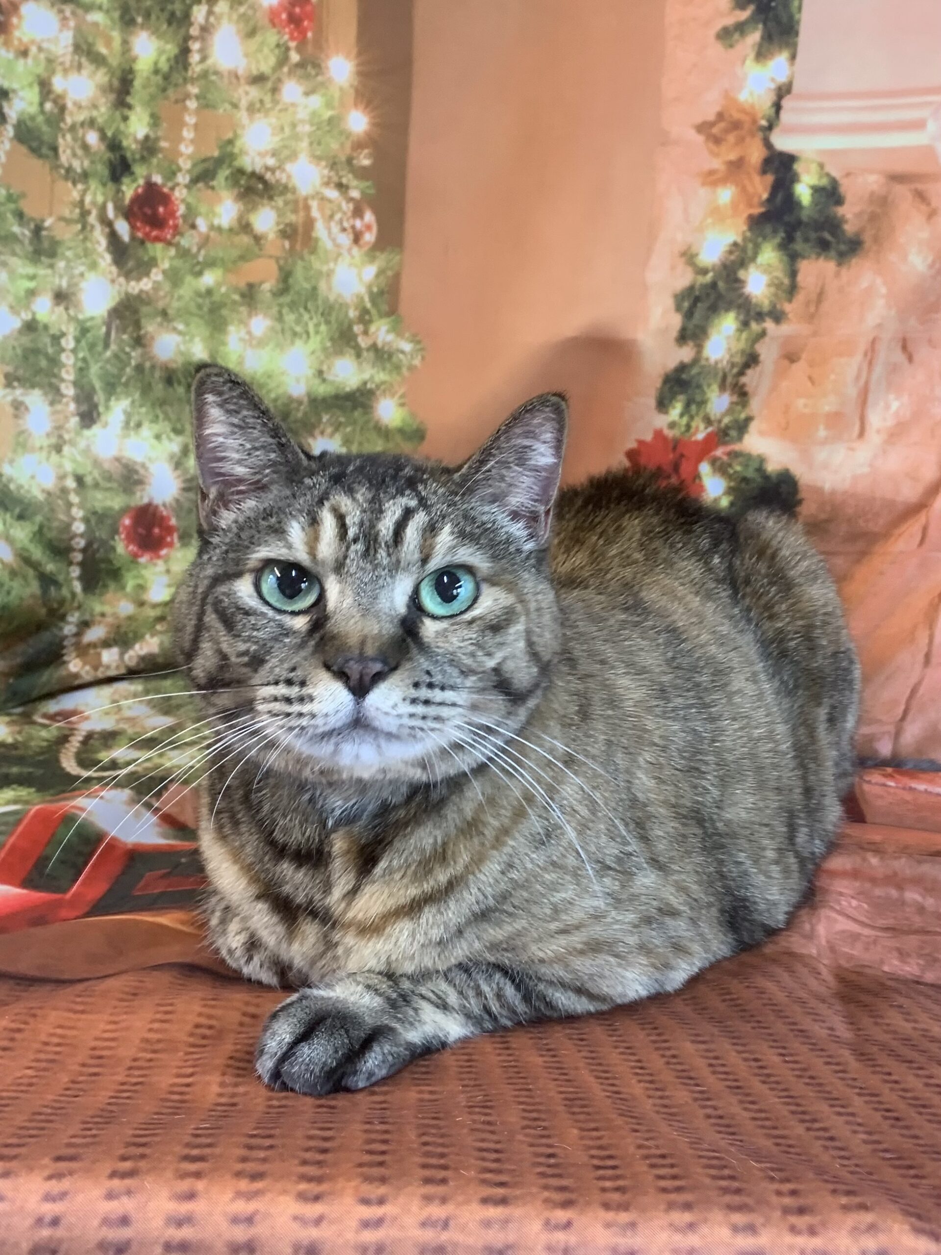 龍ヶ崎市でトリミングです。チュチュちゃん　(短毛ＭＩＸ猫女の子　グルーミングコースです。)