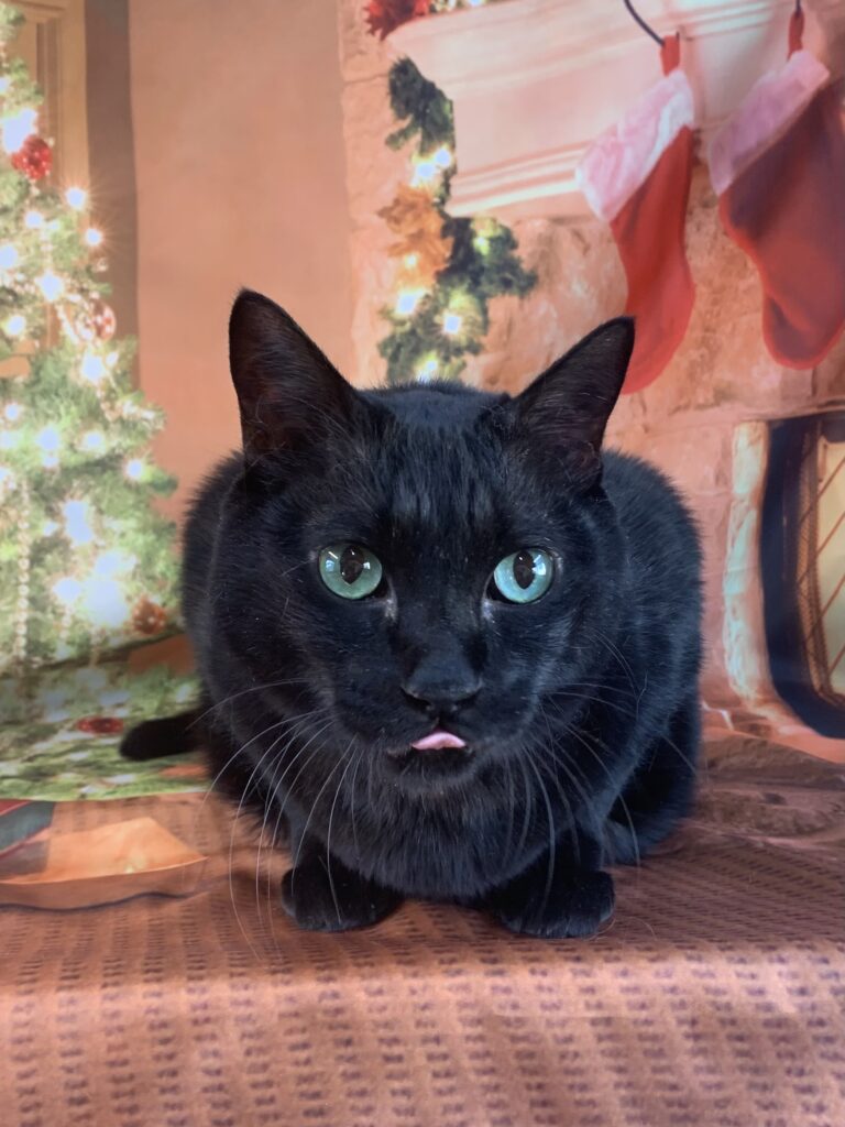 龍ヶ崎市でトリミングです。タマくん　(短毛ＭＩＸ猫男の子　グルーミングコースです。)