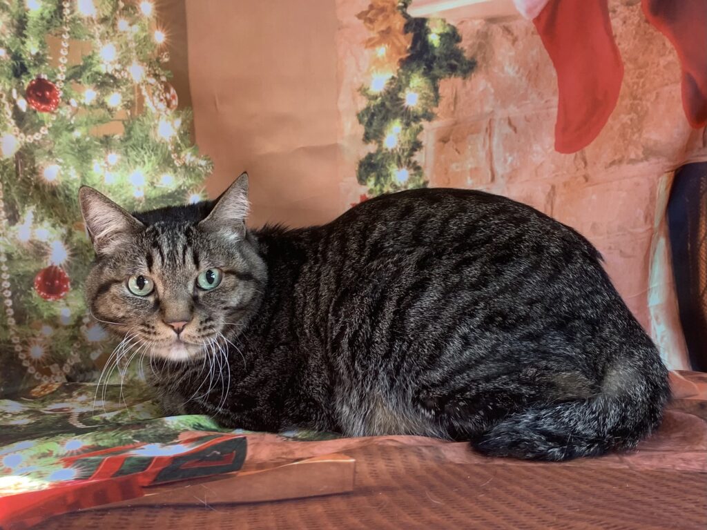 龍ヶ崎市でトリミングです。ギンジくん　(短毛ＭＩＸ猫男の子　グルーミングコースです。)