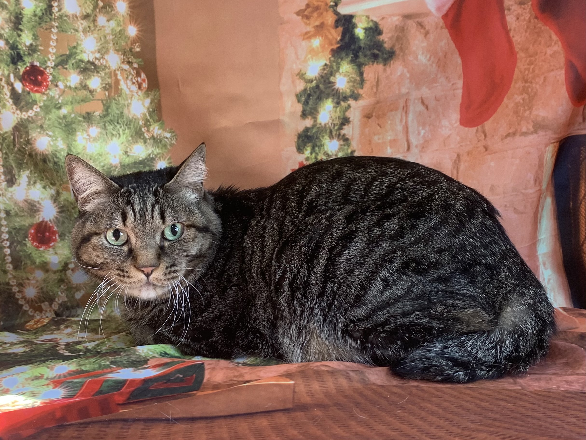 龍ヶ崎市でトリミングです。ギンジくん　(短毛ＭＩＸ猫男の子　グルーミングコースです。)