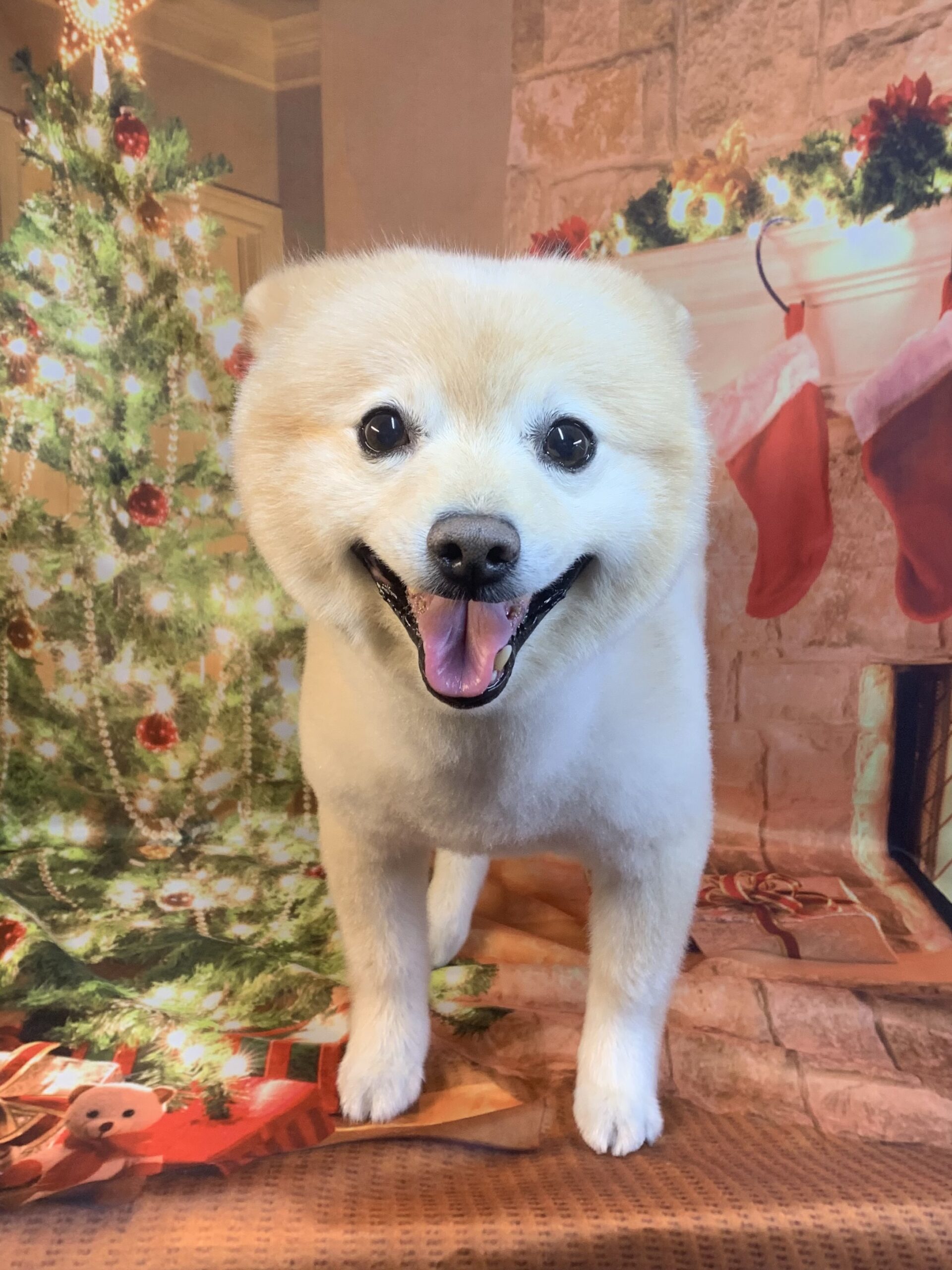 つくば市でトリミングです。リキマルくん　(ポメラニアン男の子　シャンプー＆カットコースです。)