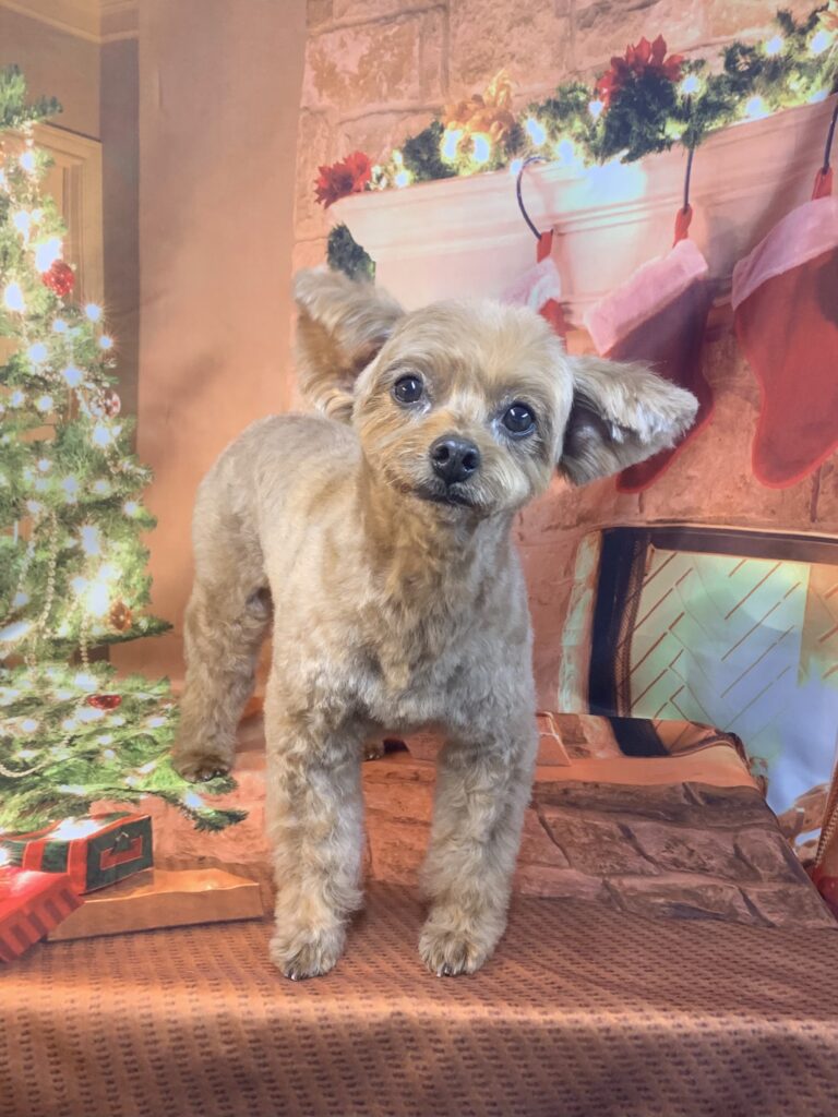 つくばみらい市でトリミングです。アランくん　(トイプードルＭＩＸ男の子　シャンプー＆カットコースです。)