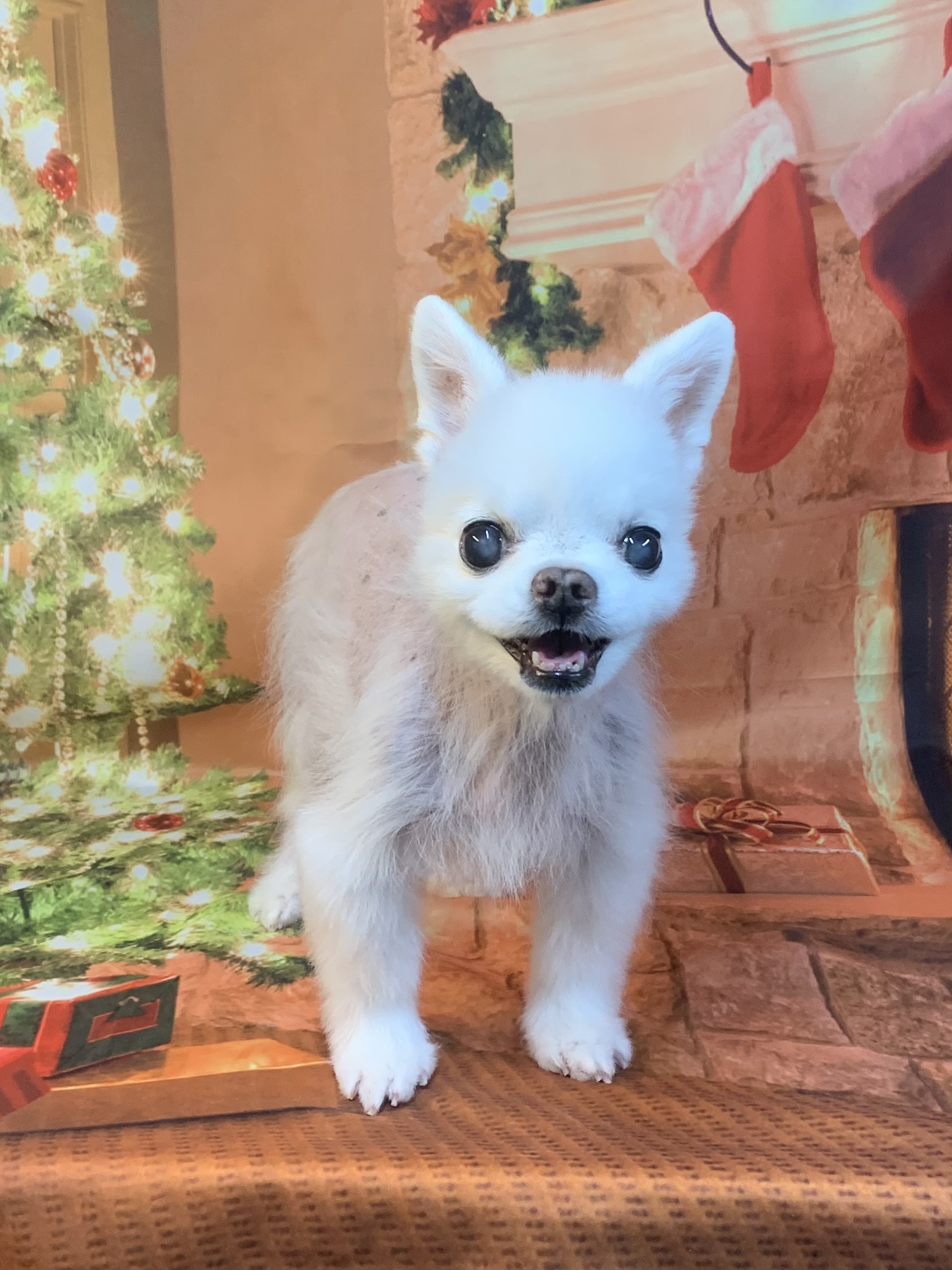 つくばみらい市でトリミングです。ドレミくん　(チワワ男の子　シャンプー＆カットコースです。)