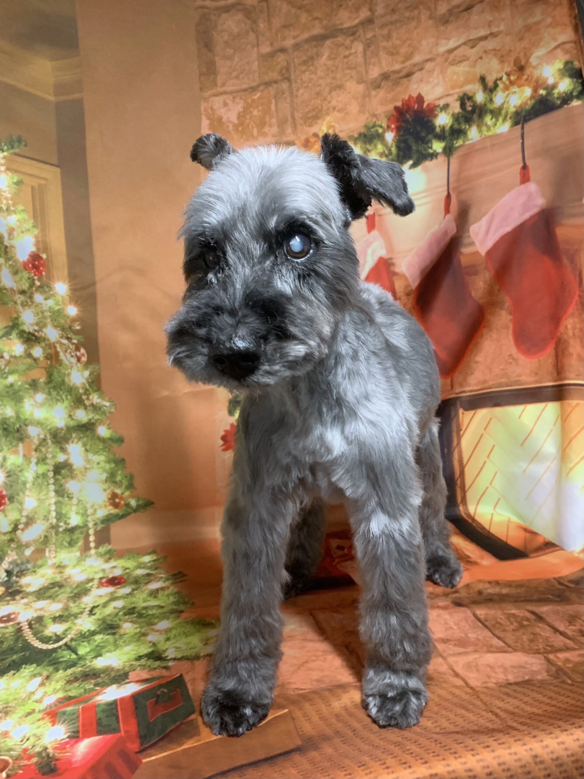 守谷市でトリミングです。グラちゃん　(ミニチュアシュナウザー女の子　シャンプー＆カットコースです。)