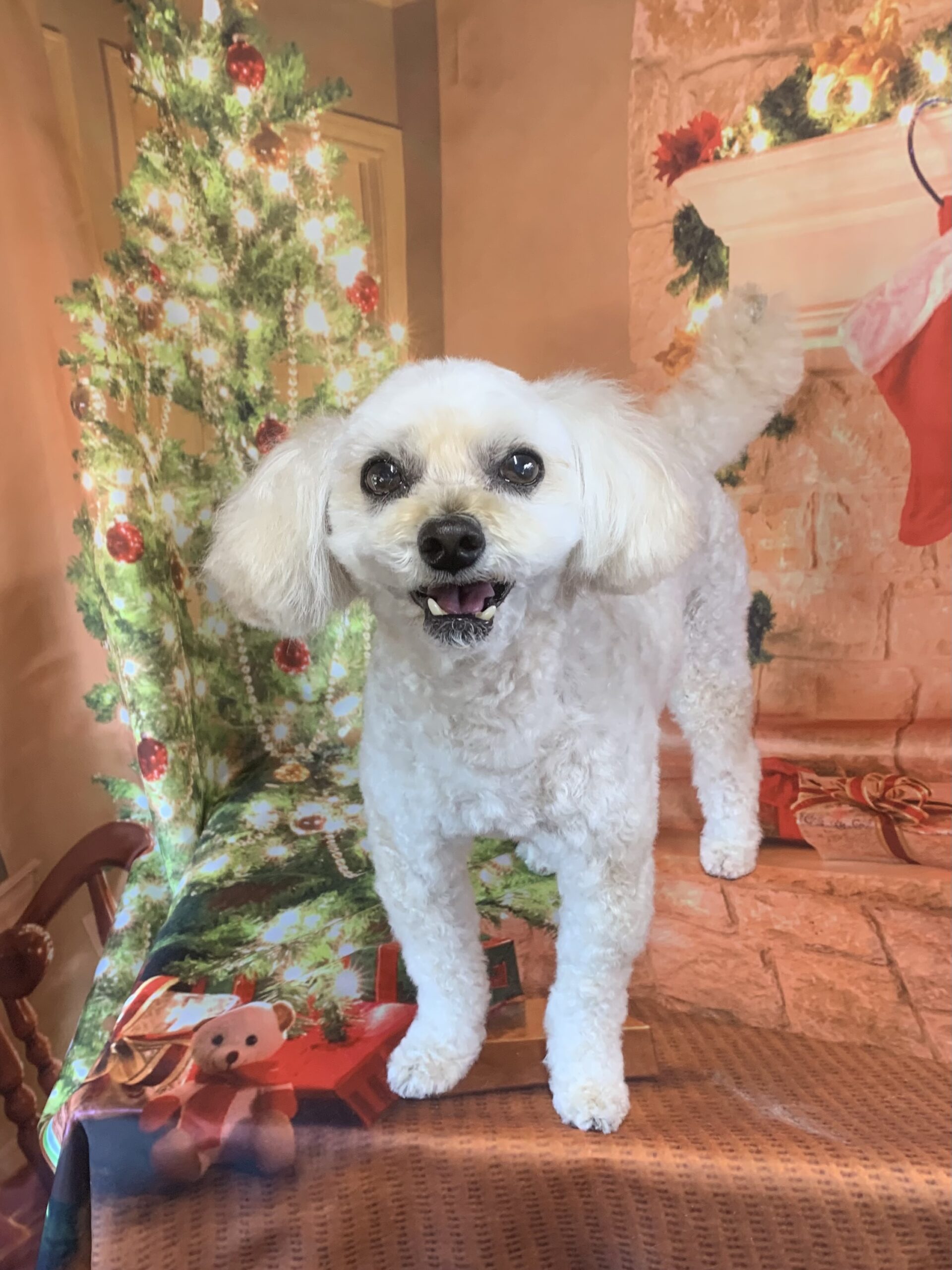 野田市でトリミングです。コハルちゃん　(トイプードルＭＩＸ女の子　シャンプー＆カットコースです。)