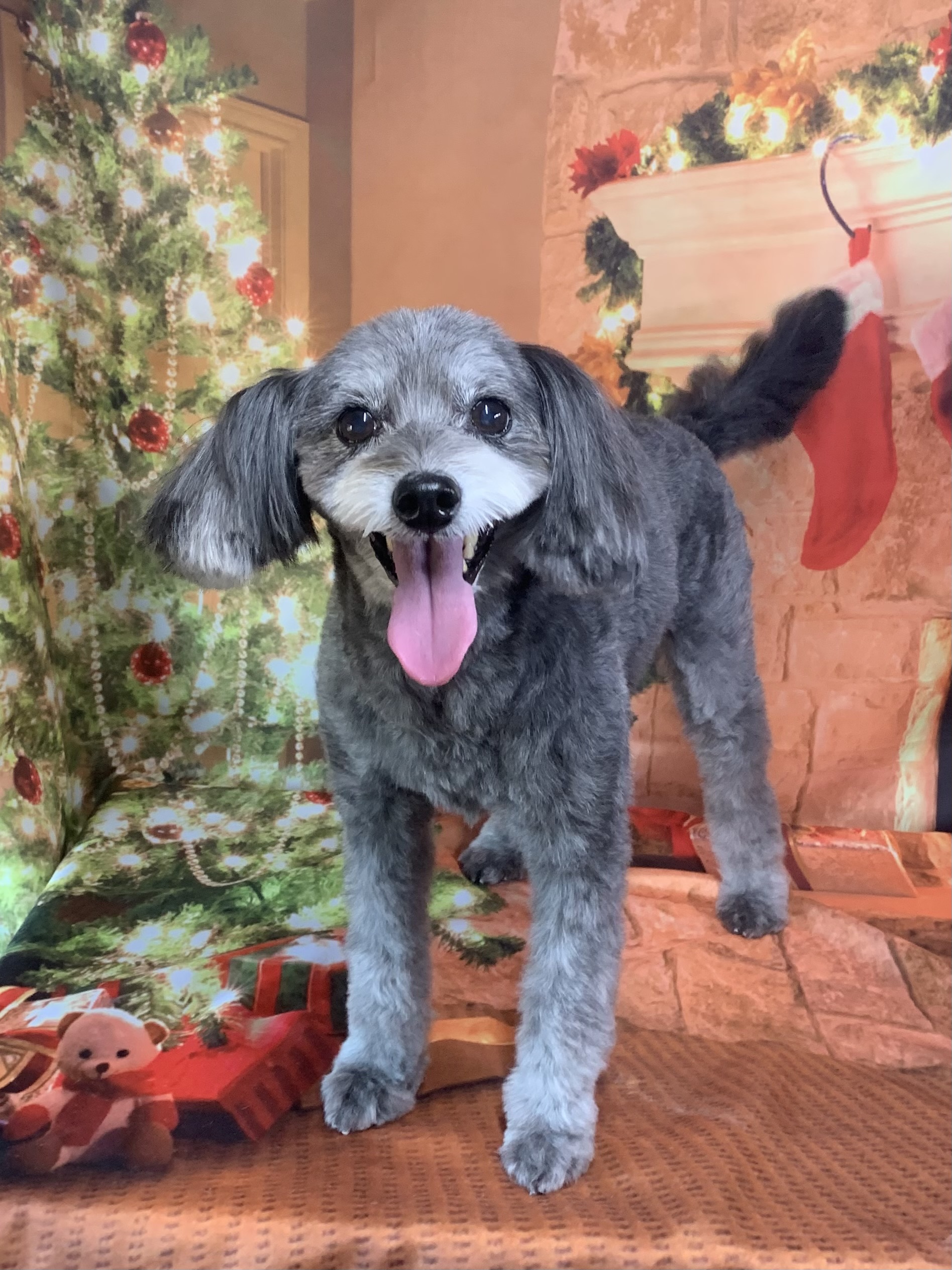 野田市でトリミングです。コユキちゃん　(トイプードルＭＩＸ女の子　シャンプー＆カットコースです。)