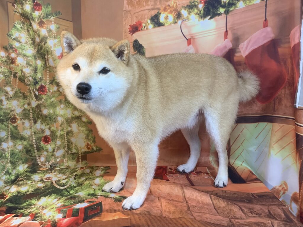 龍ヶ崎市でトリミングです。ソラくん　(柴犬男の子　シャンプーコース(お手入れ)です。)