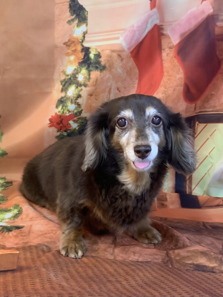 龍ヶ崎市でトリミングです。モモちゃん　(ミニチュアダックスフンド女の子　シャンプーコースです。)