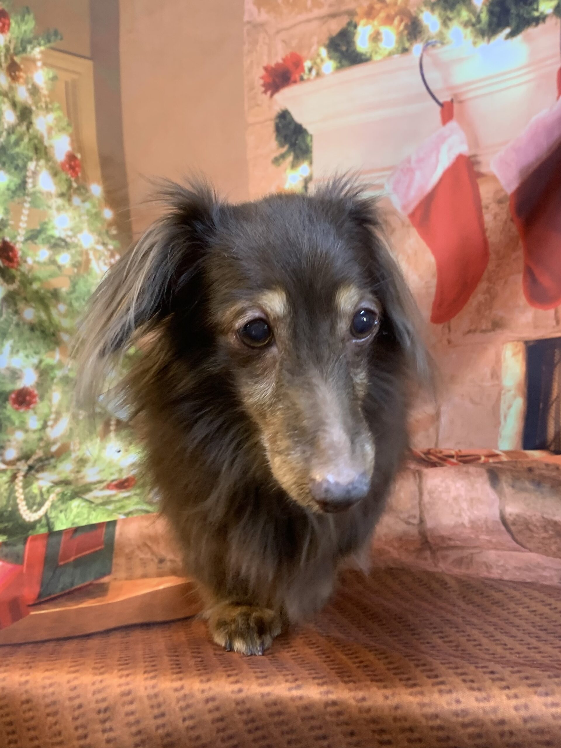 龍ヶ崎市でトリミングです。ポニョちゃん　(ミニチュアダックスフンド女の子　シャンプーコースです。)