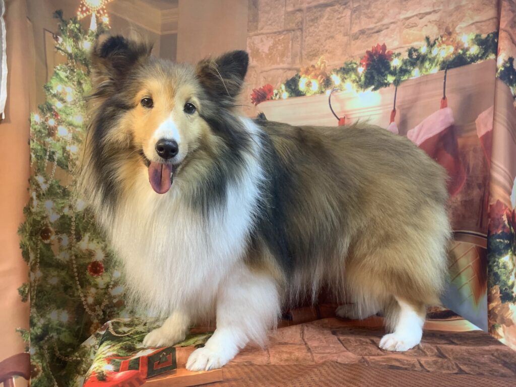 つくばみらい市でトリミングです。まいらちゃん　(シェットランドシープドッグ女の子　シャンプーコースです。)