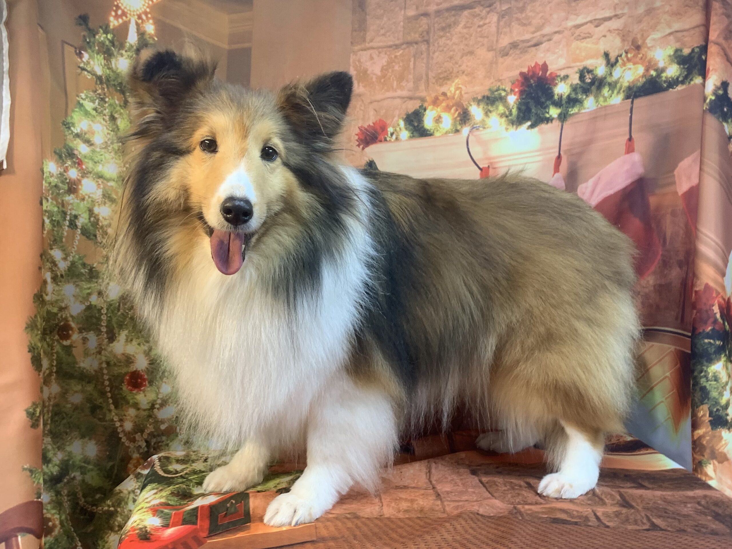 つくばみらい市でトリミングです。まいらちゃん　(シェットランドシープドッグ女の子　シャンプーコースです。)