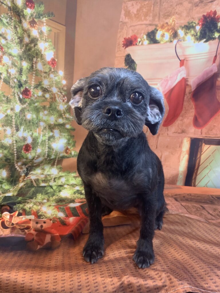 つくば市でトリミングです。ベルちゃん　(ベルジアングリフォン女の子　シャンプー＆カットコースです。)