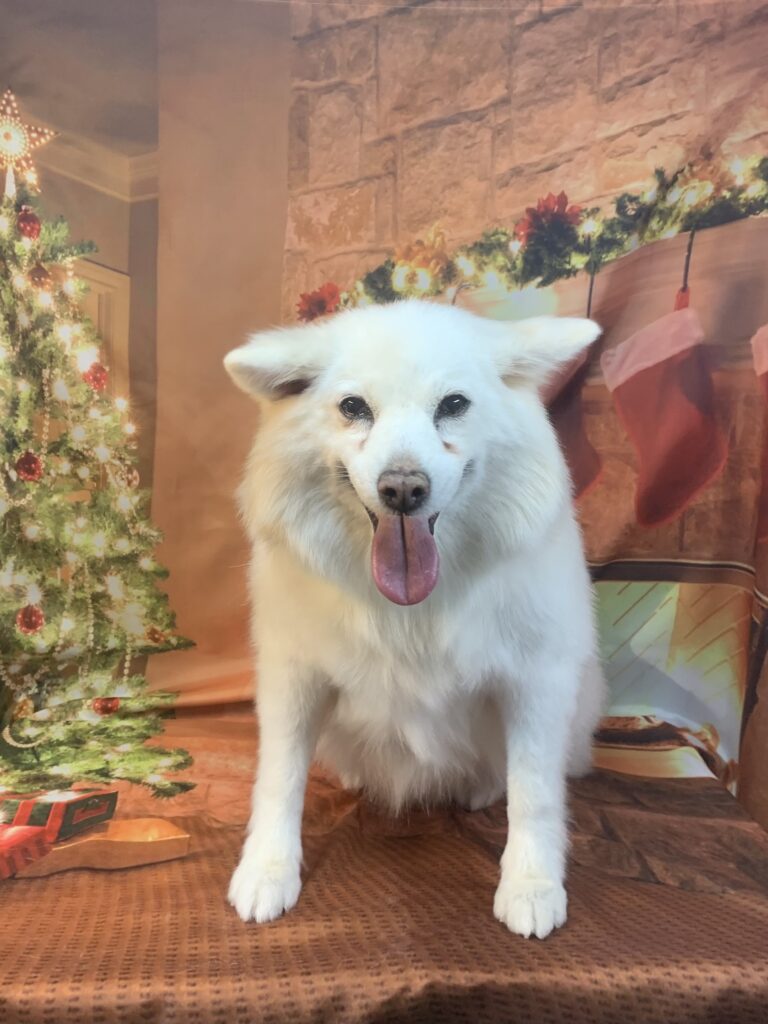 つくばみらい市でトリミングです。シロちゃん　(中型中毛ＭＩＸ犬女の子　シャンプー＆カットコースです。)