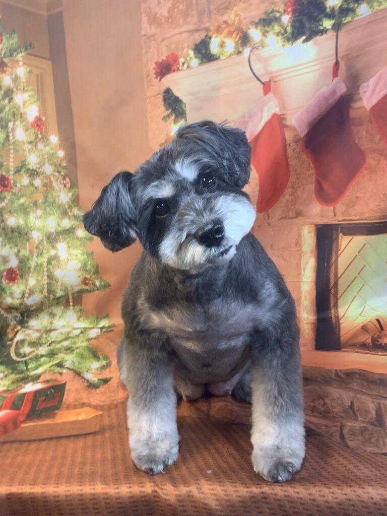 牛久市でトリミングです。ガブリンちゃん　(ミニチュアシュナウザー女の子　シャンプー＆カットコースです。)