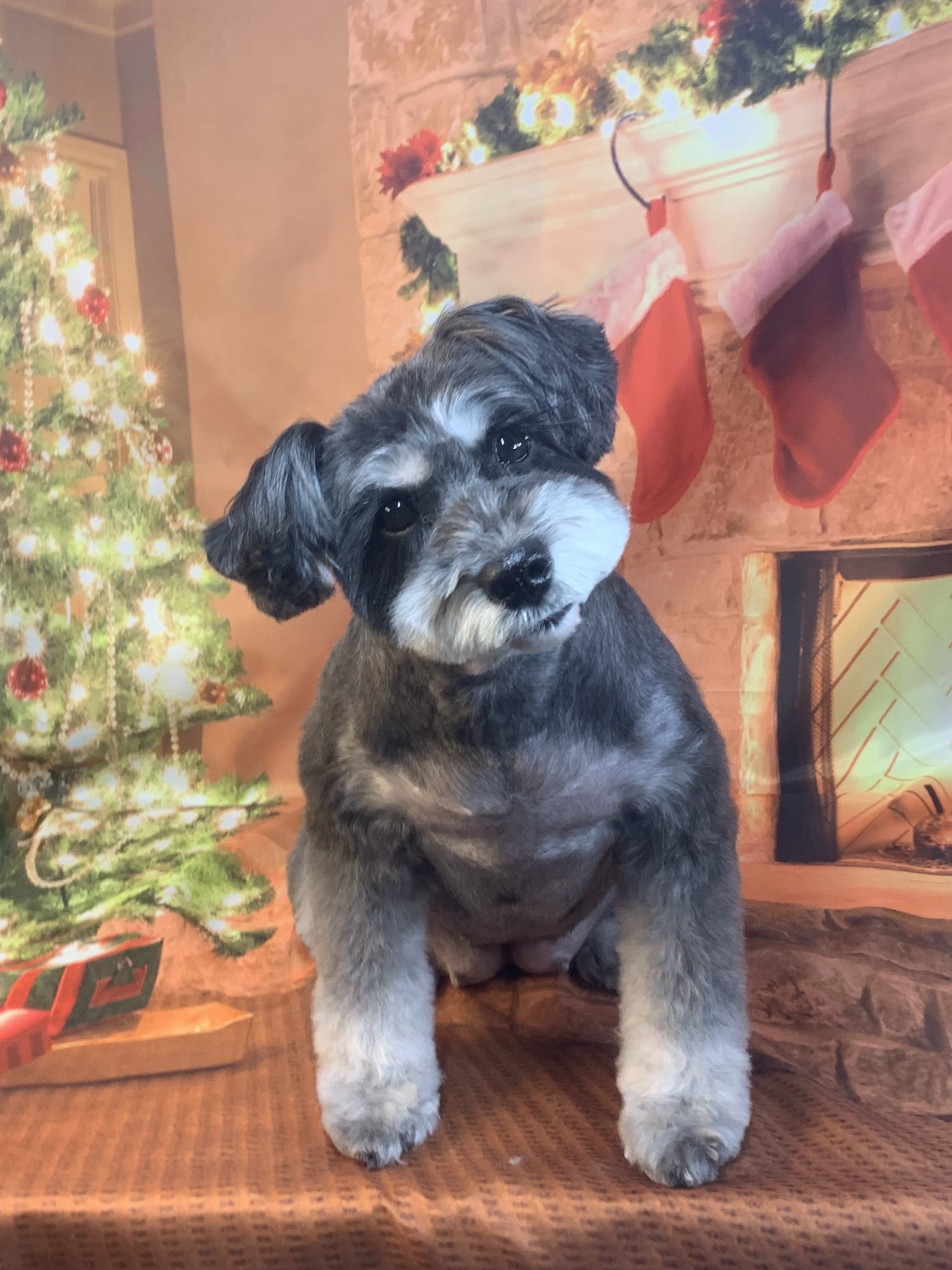 牛久市でトリミングです。ガブリンちゃん　(ミニチュアシュナウザー女の子　シャンプー＆カットコースです。)