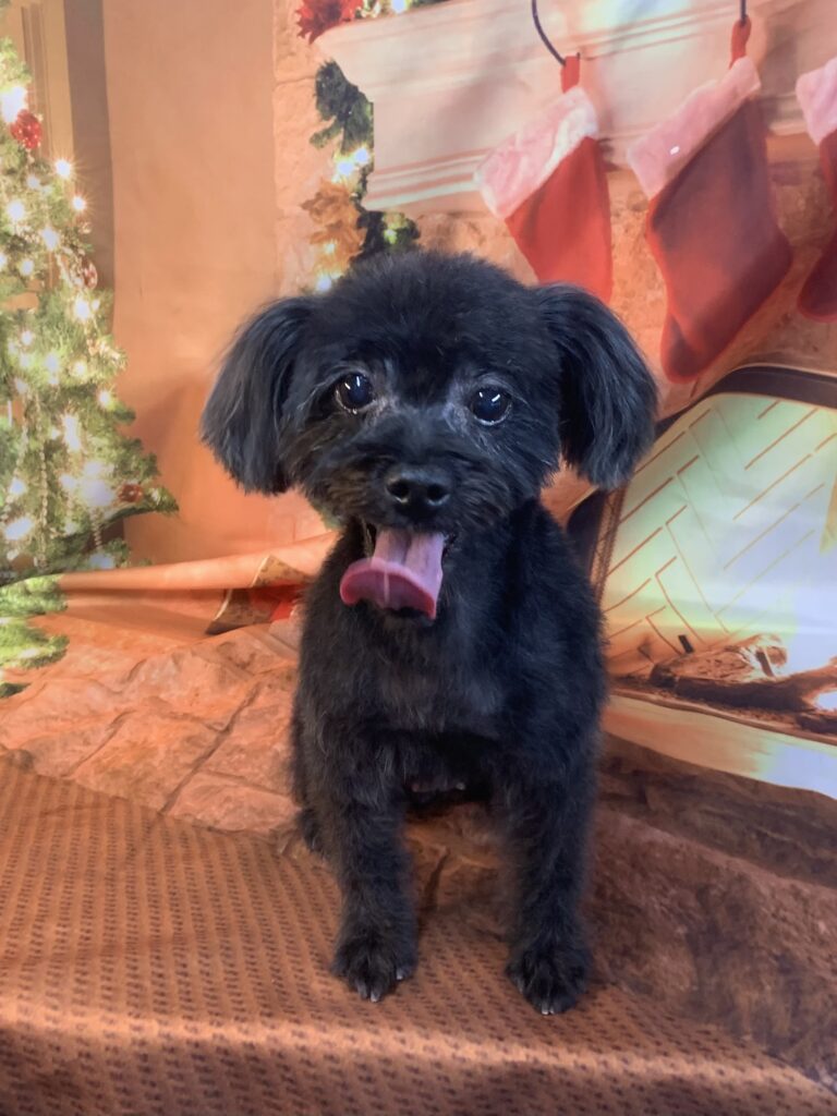 龍ヶ崎市でトリミングです。ルーちゃん　(小型長毛ＭＩＸ犬女の子　シャンプー＆カットコースです。)