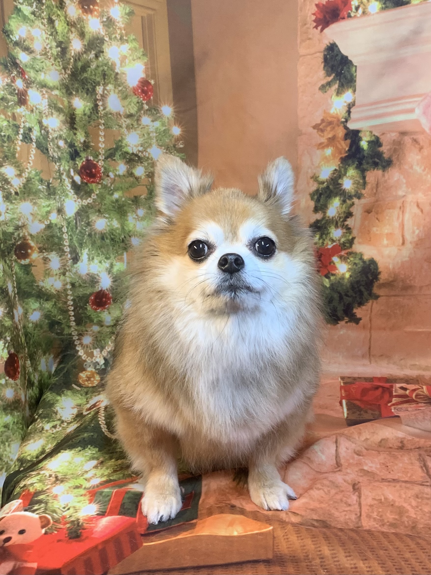 龍ヶ崎市でトリミングです。チャウくん　(チワワ男の子　シャンプー＆カットコースです。)