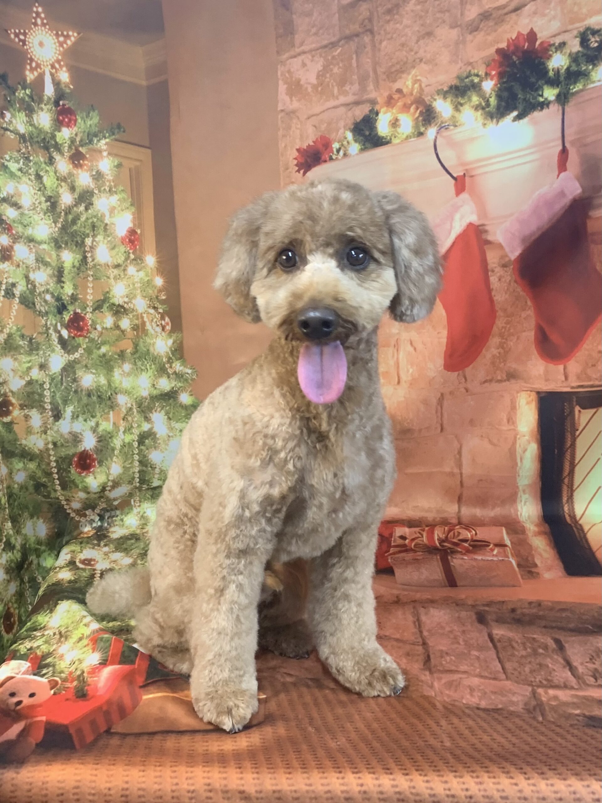 牛久市でトリミングです。アルくん　(トイプードル男の子　シャンプー＆カットコースです。)