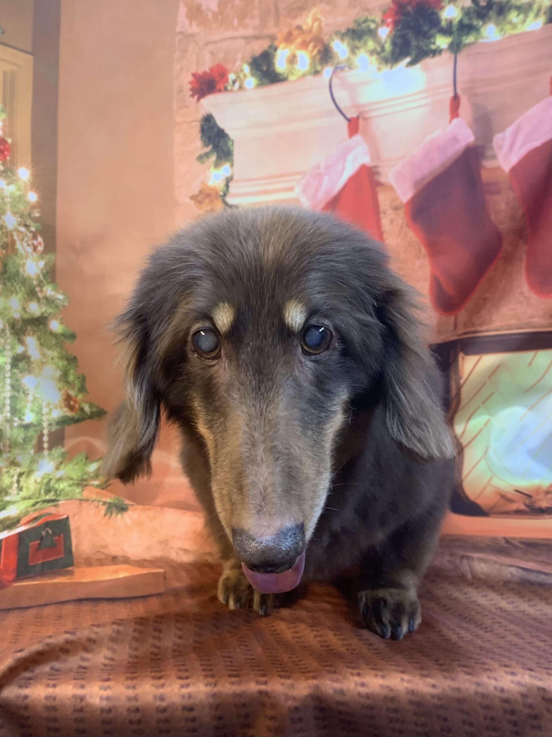 守谷市でトリミングです。ルイくん　(ミニチュアダックスフンド男の子　シャンプー＆カットコースです。)