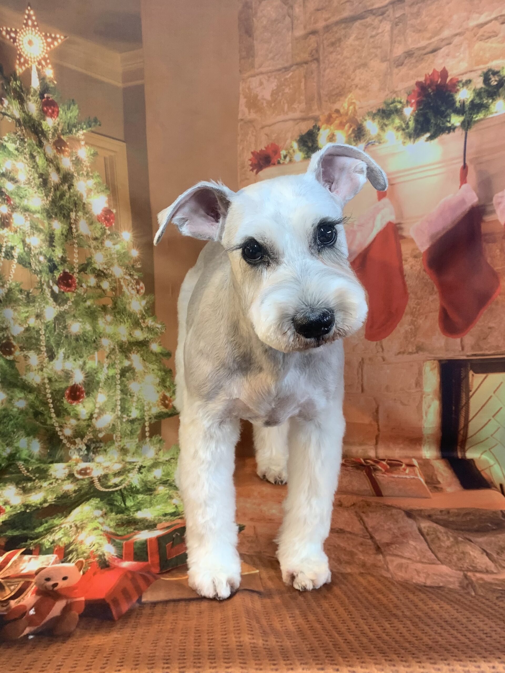 つくば市でトリミングです。ハナちゃん　(ミニチュアシュナウザー女の子　シャンプー＆カットコースです。)