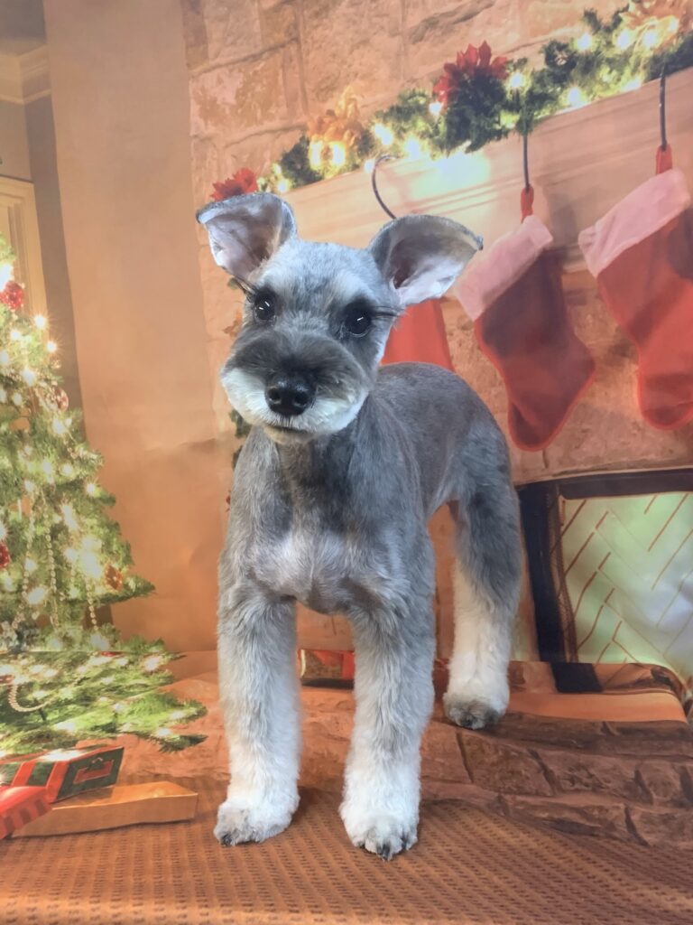 つくば市でトリミングです。ヒマちゃん　(ミニチュアシュナウザー女の子　シャンプー＆カットコースです。)