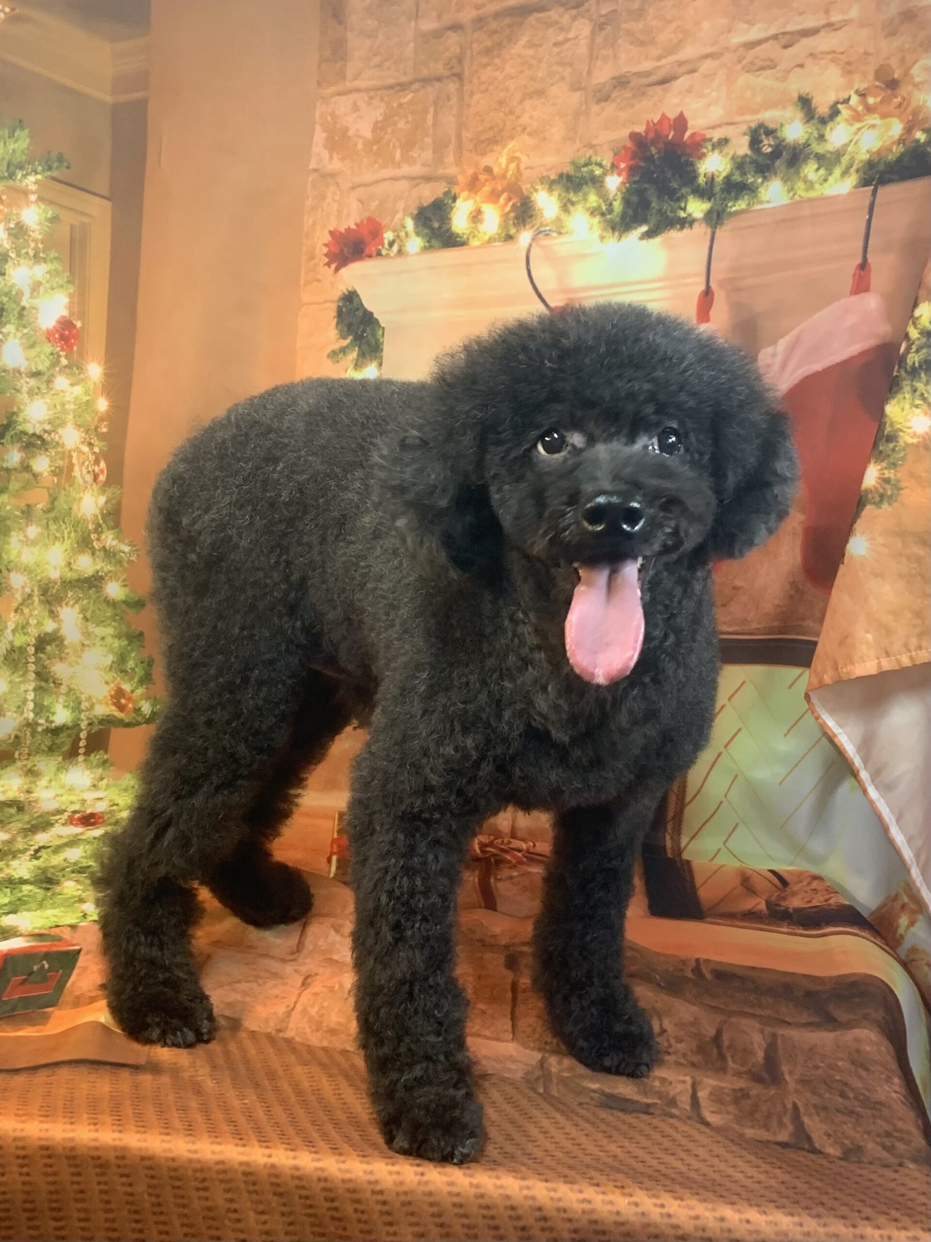 つくば市でトリミングです。クロくん　(トイプードル男の子　シャンプー＆カットコースです。)