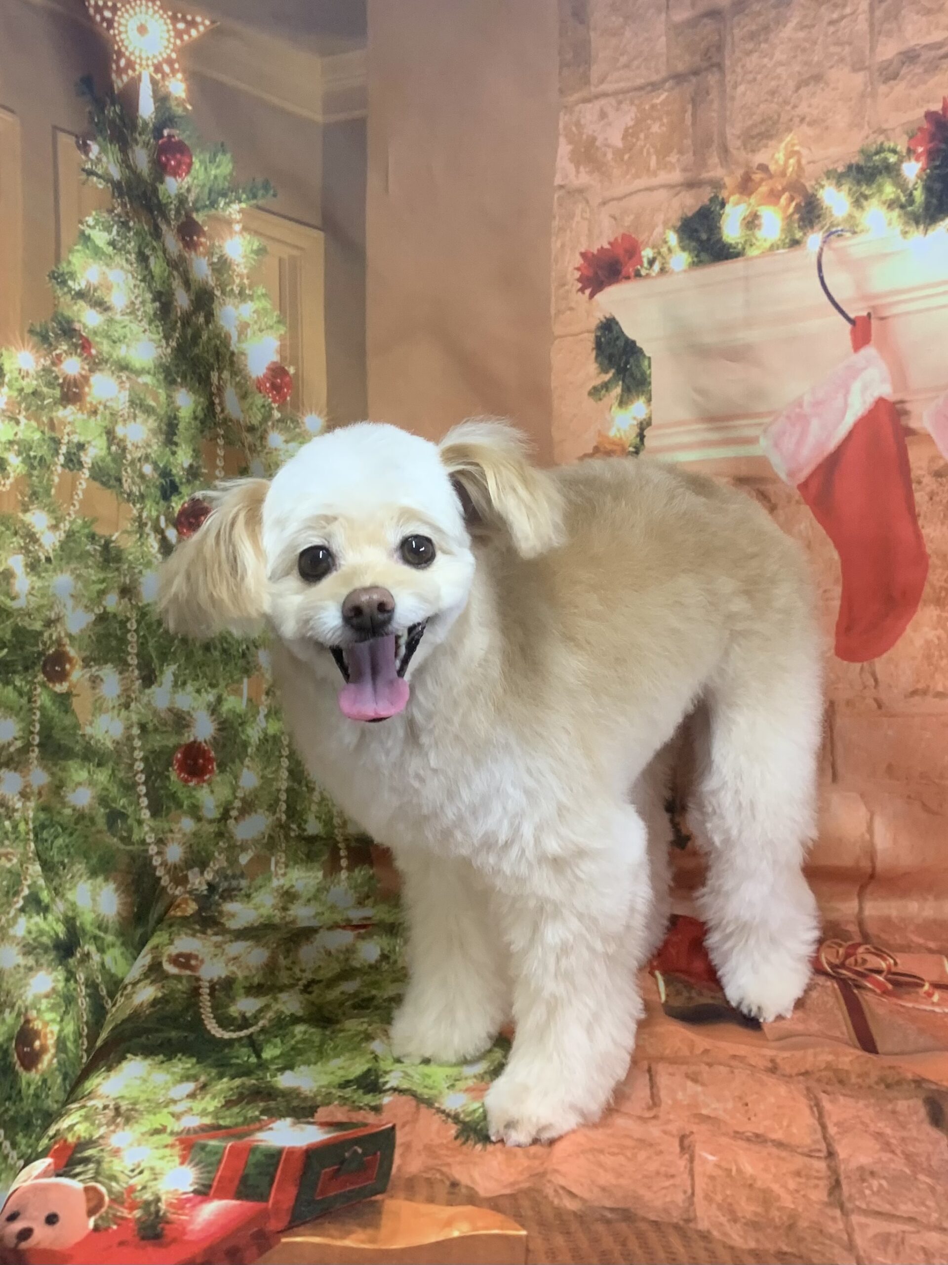 守谷市でトリミングです。いなりくん　(トイプードルＭＩＸ男の子　シャンプー＆カットコースです。)