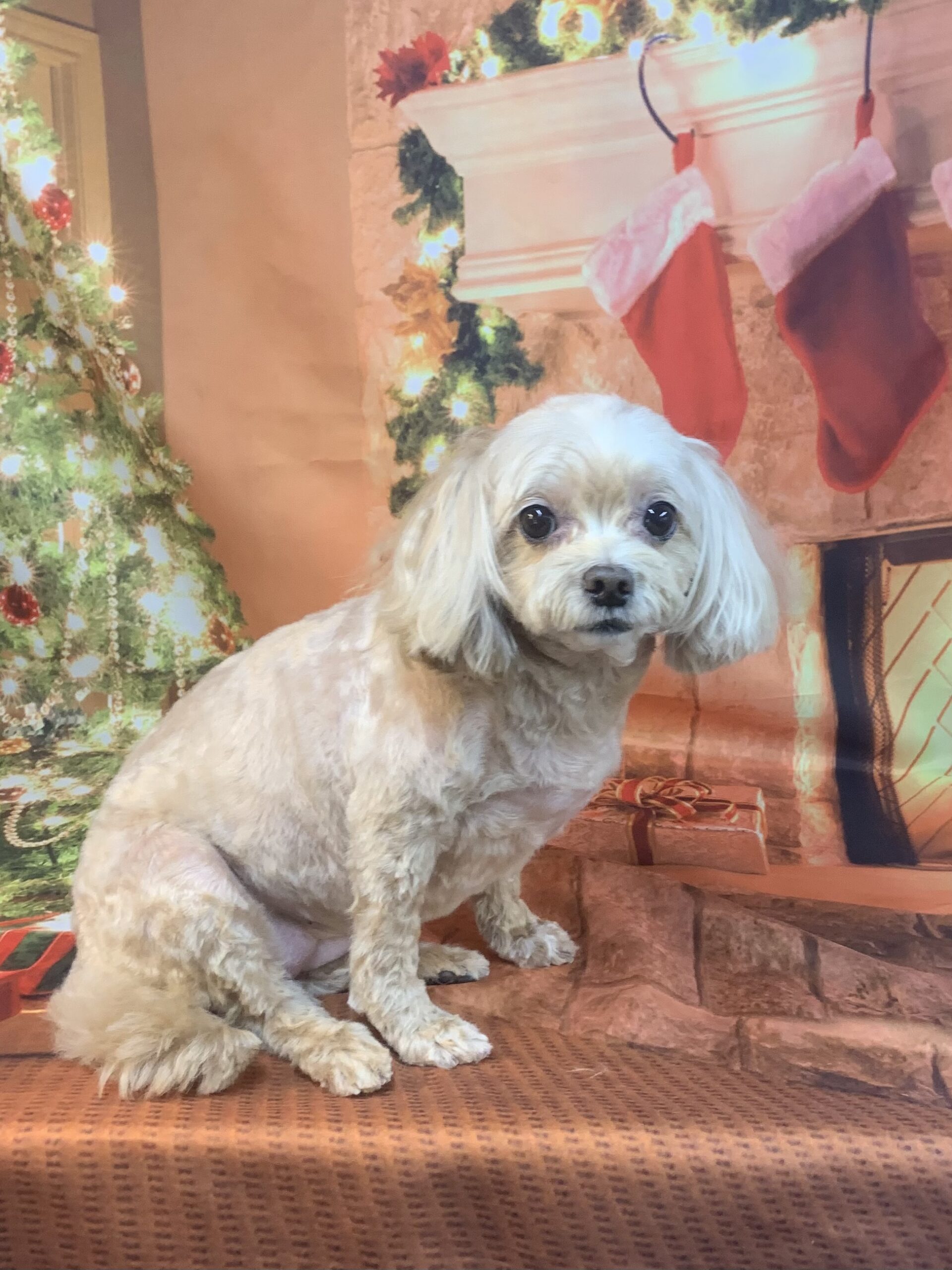 龍ヶ崎市でトリミングです。マヒナちゃん　(トイプードルＭＩＸ女の子　シャンプー＆カットコースです。)