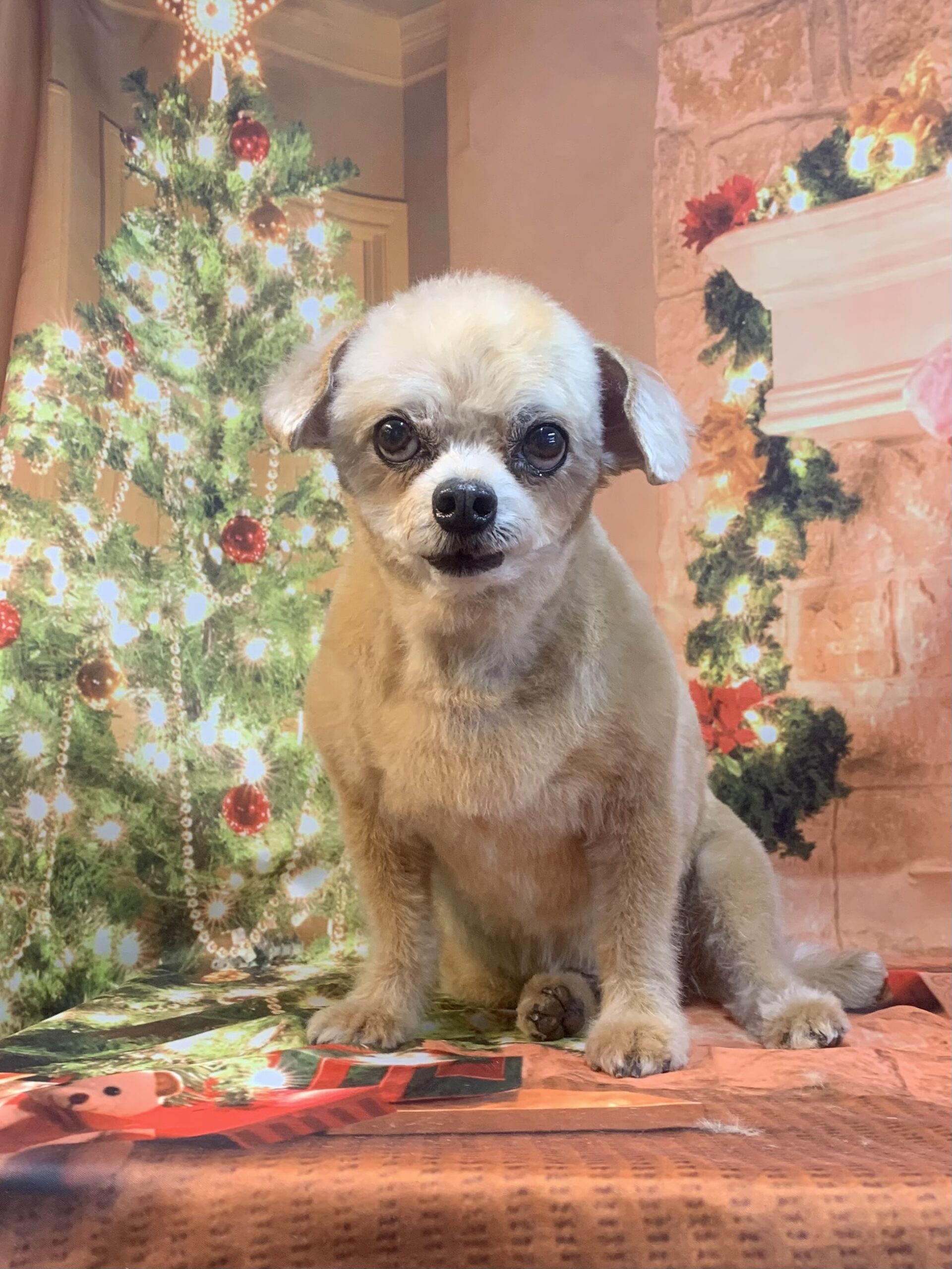 つくば市でトリミングです。ロックくん　(トイプードルＭＩＸ男の子　シャンプー＆カットコースです。)