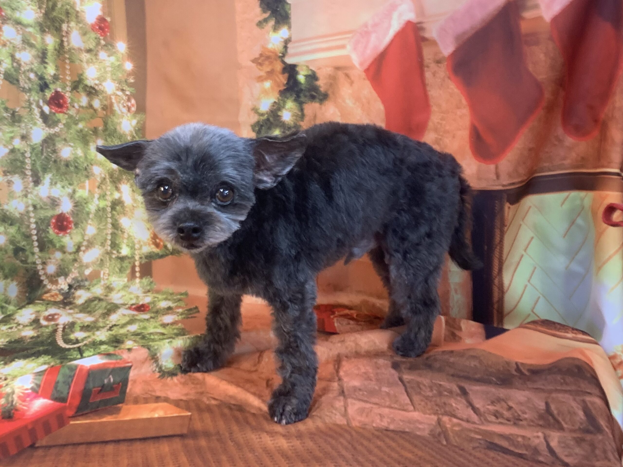 つくば市でトリミングです。ビートくん　(トイプードルＭＩＸ男の子　シャンプー＆カットコースです。)