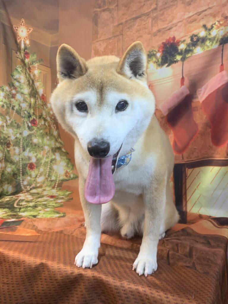 つくばみらい市でトリミングです。レイくん　(柴犬男の子　(シャンプーコース)です。)