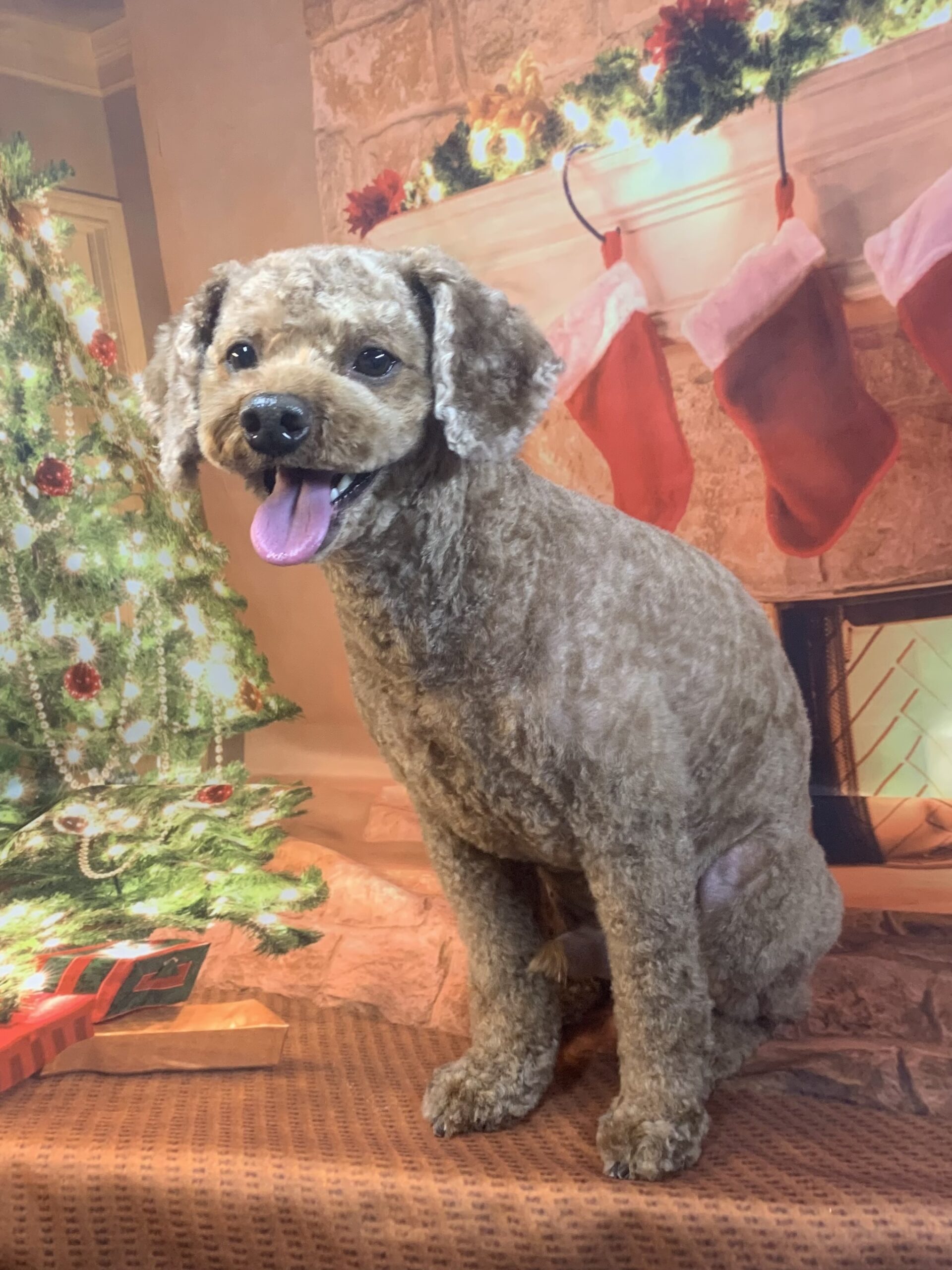 守谷市でトリミングです。チャチャ丸くん　(トイプードル男の子　シャンプー＆カットコースです。)