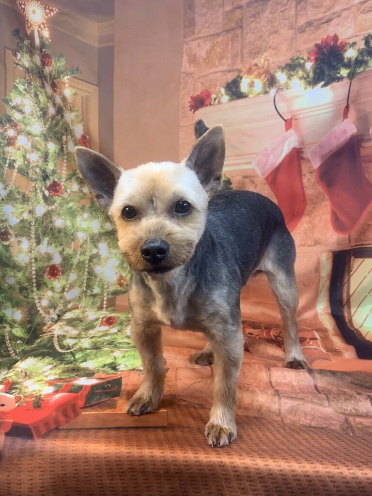 守谷市でトリミングです。ユメノくん　(ヨークシャーテリア男の子　シャンプー＆カットコースです。)