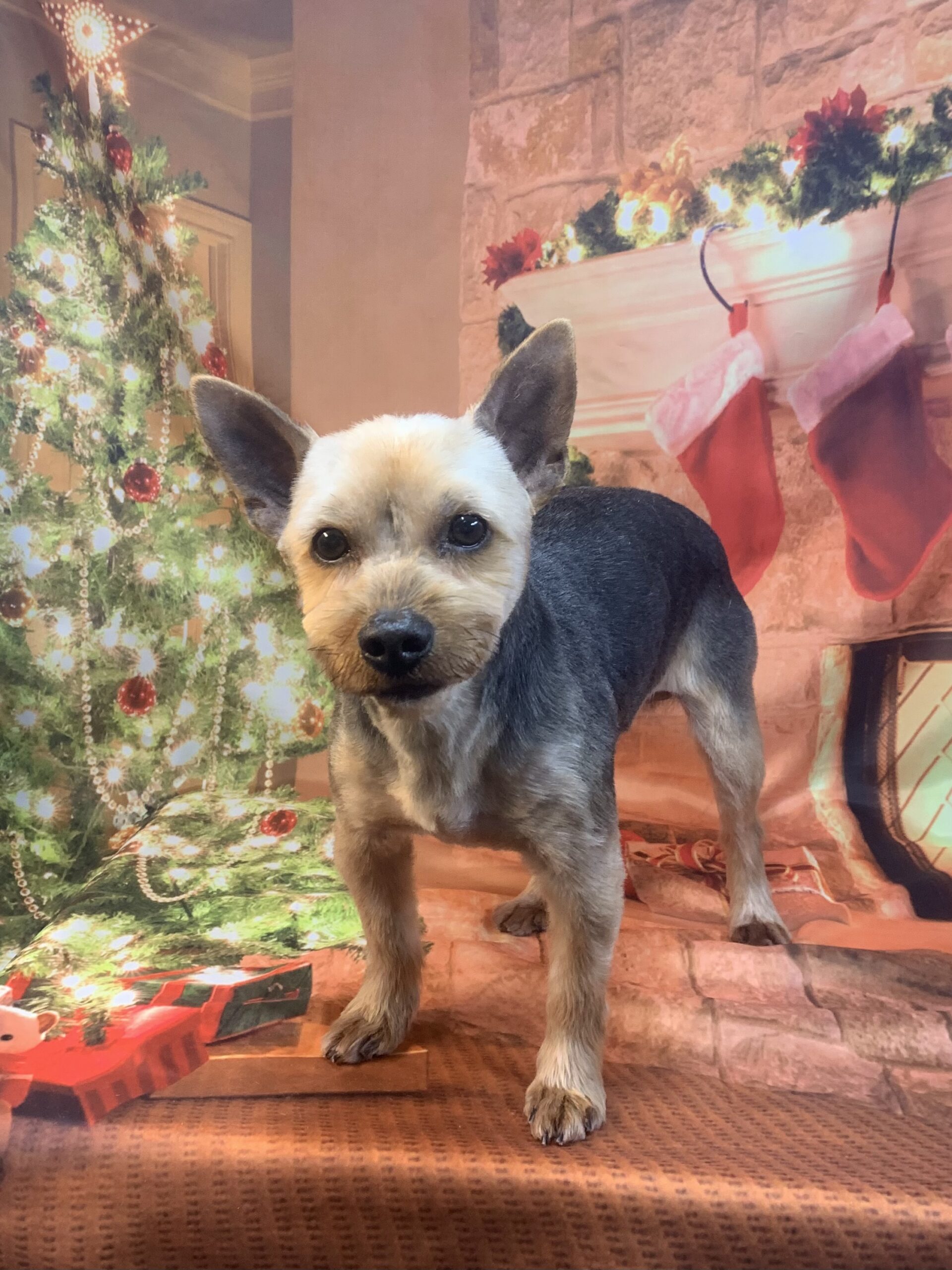 守谷市でトリミングです。ユメノくん　(ヨークシャーテリア男の子　シャンプー＆カットコースです。)