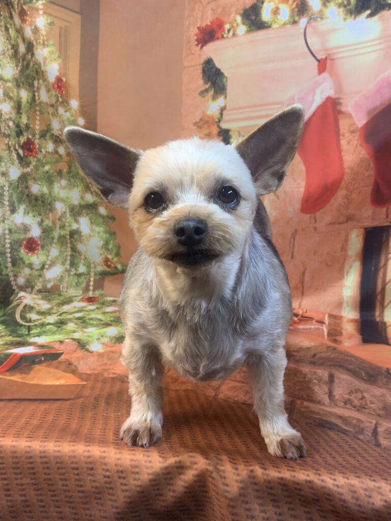 守谷市でトリミングです。グミちゃん　(ヨークシャーテリア女の子　シャンプー＆カットコースです。)