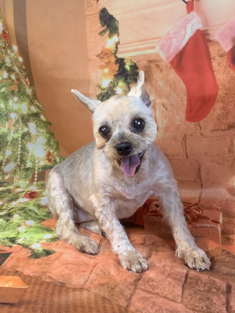 守谷市でトリミングです。プリンちゃん　(ヨークシャーテリア女の子　シャンプー＆カットコースです。)