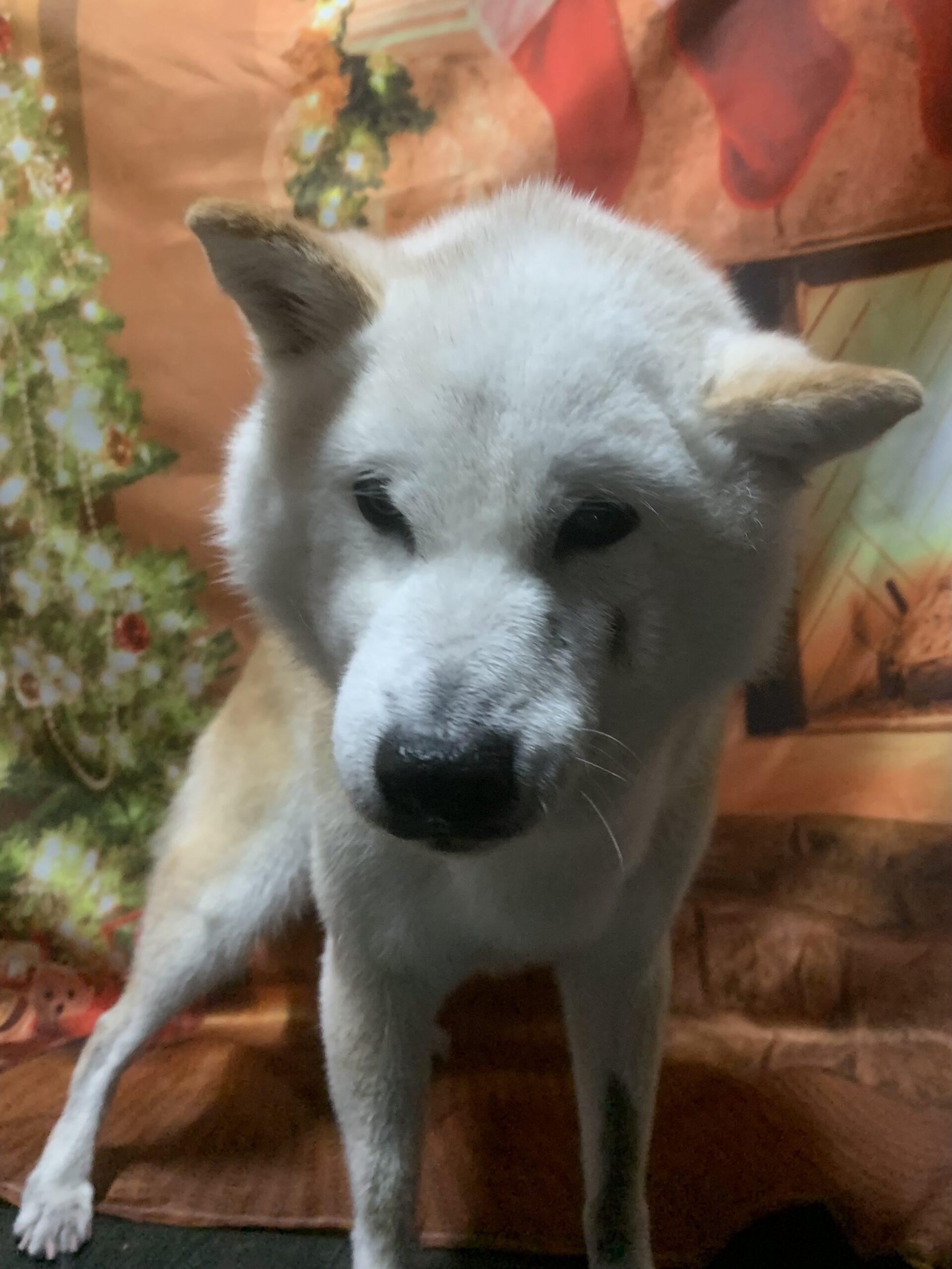 つくばみらい市でトリミングです。トモちゃん　(柴犬女の子　シャンプーコースです。)