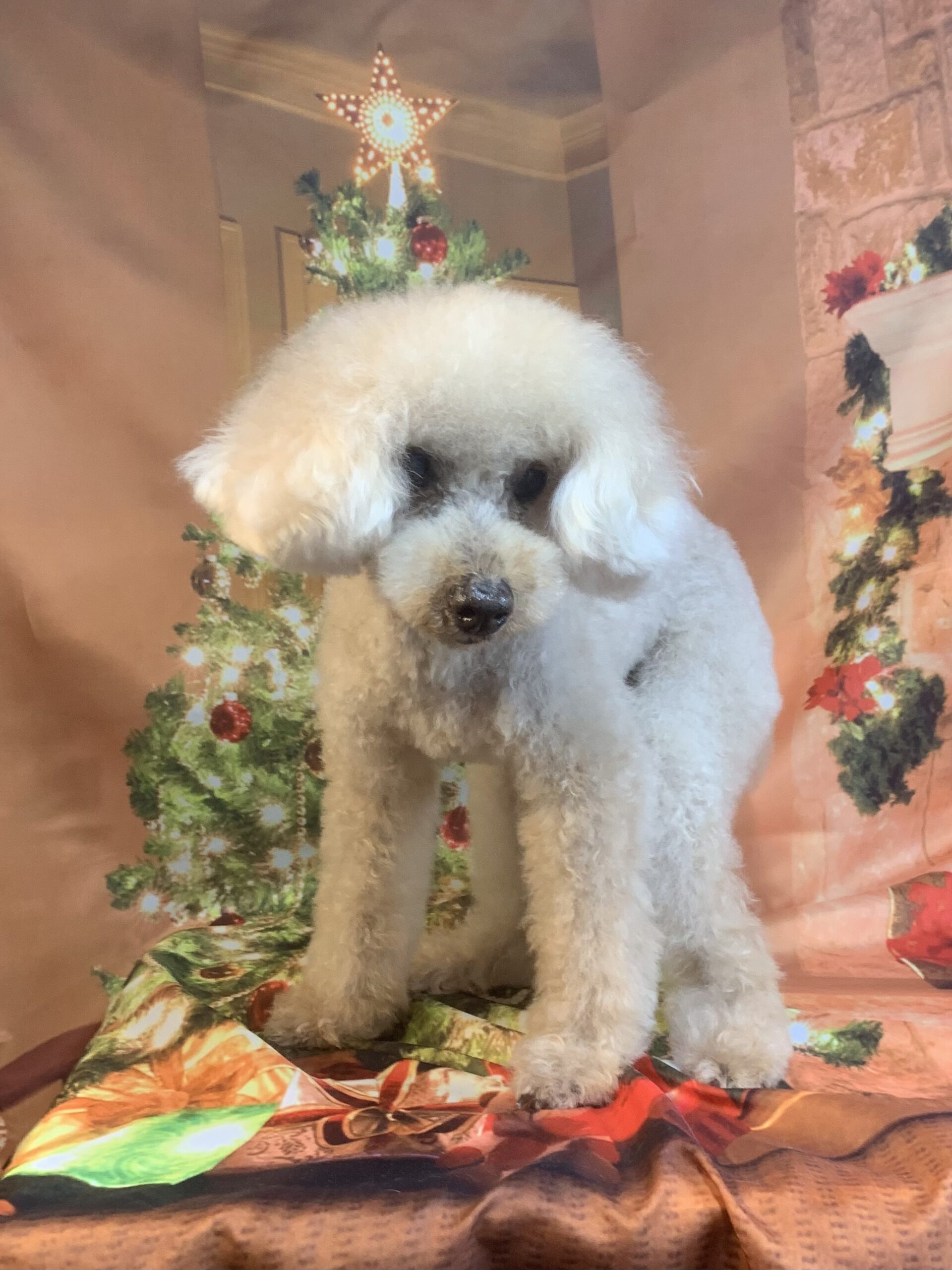 守谷市でトリミングです。モグくん　(トイプードル男の子　シャンプー＆カットコースです。)