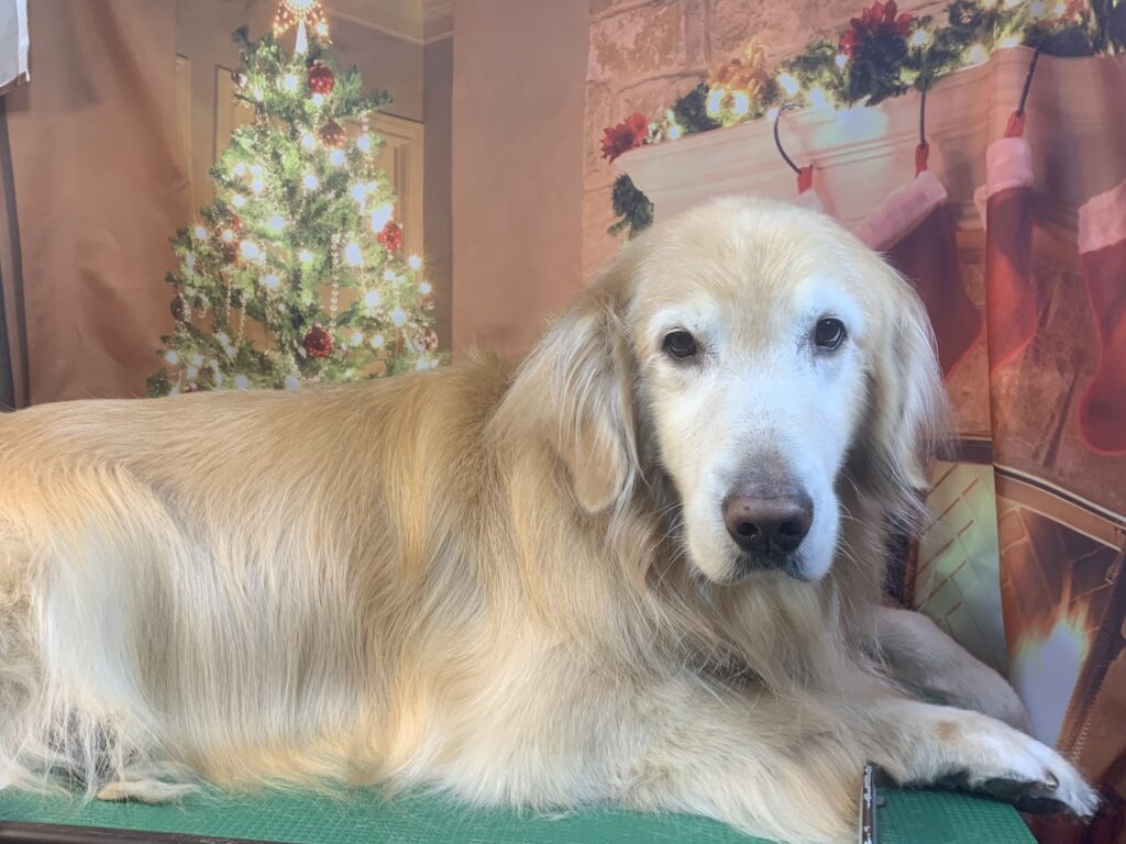 つくば市でトリミングです。アンディくん　(ゴールデンレトリーバー男の子　シャンプーコースです。)