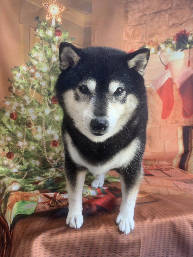 つくばみらい市でトリミングです。ココロちゃん　(柴犬女の子　シャンプーコースです。)