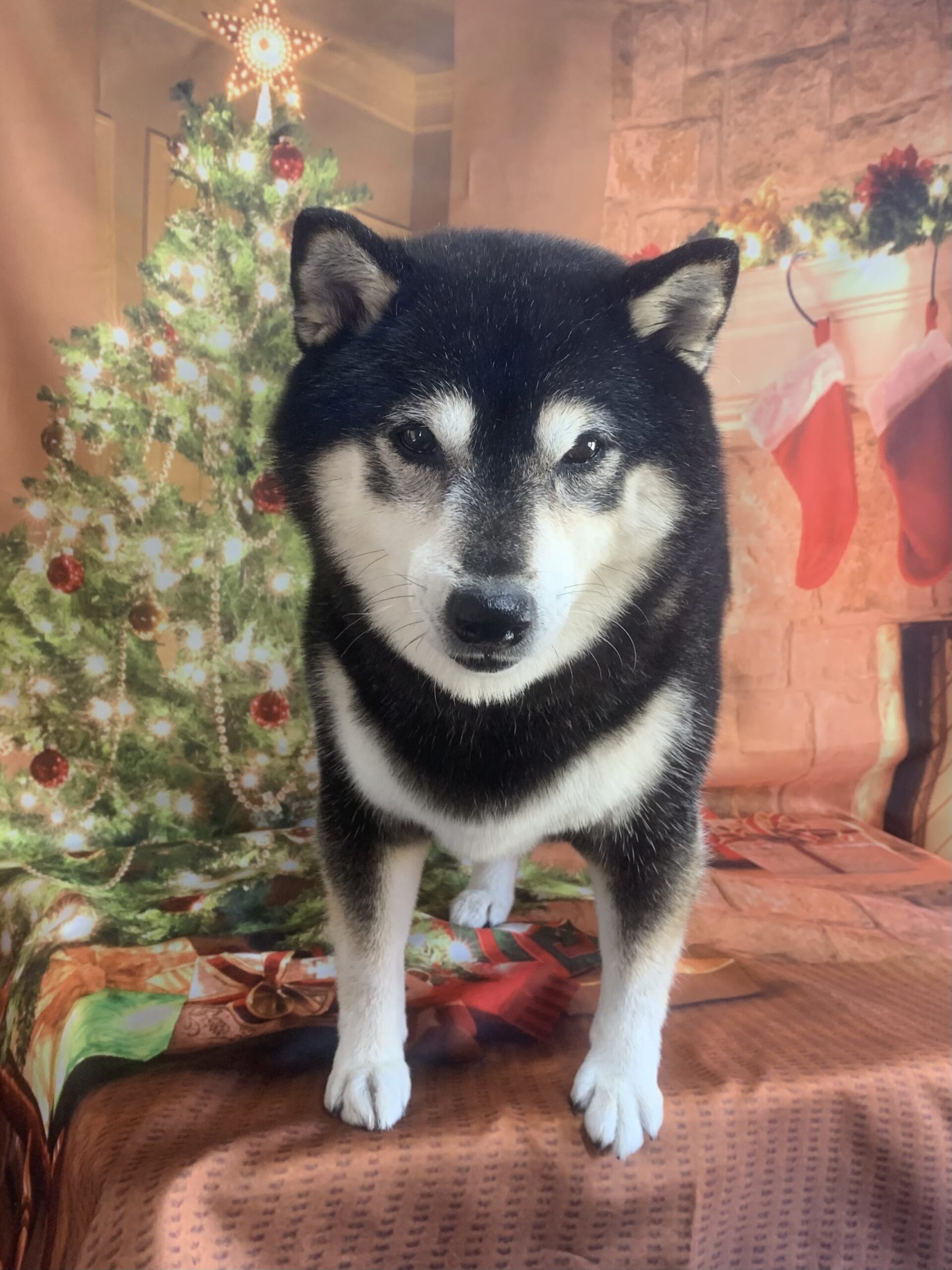 つくばみらい市でトリミングです。ココロちゃん　(柴犬女の子　シャンプーコースです。)