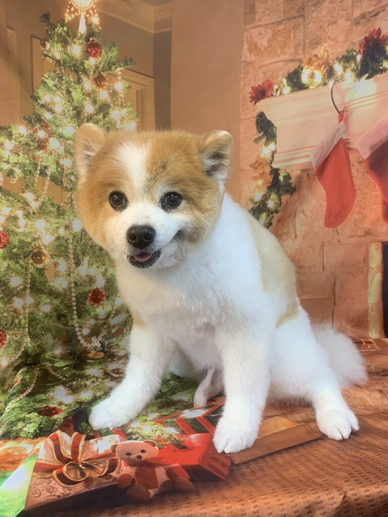 龍ヶ崎市でトリミングです。ルックくん　(ポメラニアン男の子　シャンプー＆カットコースです。)