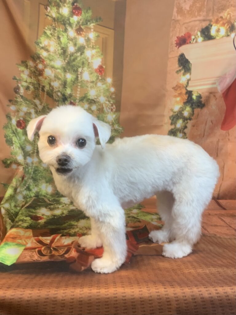 つくば市でトリミングです。うさぎちゃん　(マルチーズ女の子　シャンプー＆カットコースです。)