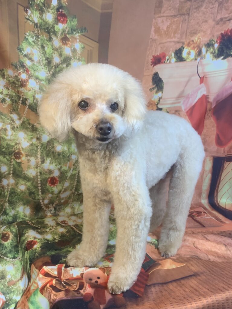 つくばみらい市でトリミングです。ティオくん　(トイプードル男の子　シャンプー＆カットコースです。)